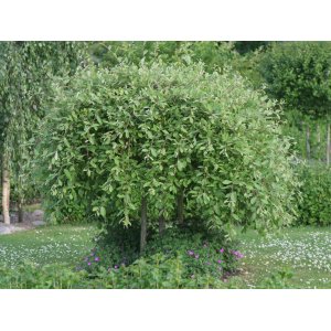 Vŕba rakytová (Salix caprea) ´KILMARNOCK´- výška 40-60 cm, kont. C2L - PENDULA 